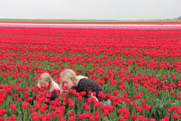 Wat Nederlandse Kabinetsleden Kunnen Betekenen Tijdens Het World Economic Forum 2026