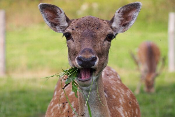 Wat verdient Daniel Levy van Tottenham Hotspur?