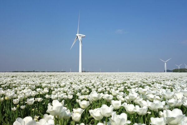 Hoe Nederland bijdraagt aan veiligheid en stabiliteit in het Caribisch gebied