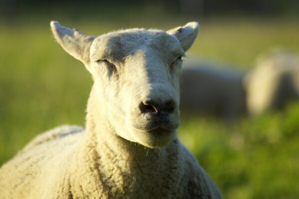 Hoe het Nieuwe Pensioenstelsel zorgt voor hogere en transparantere uitkeringen
