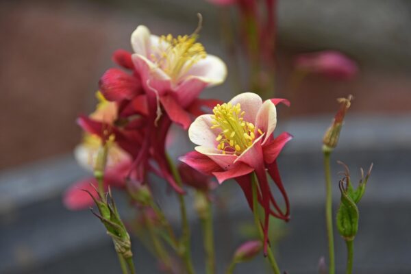 Verbeterde Transparantie en Verantwoording bij Nederlandse Wapeninzet in Hawija