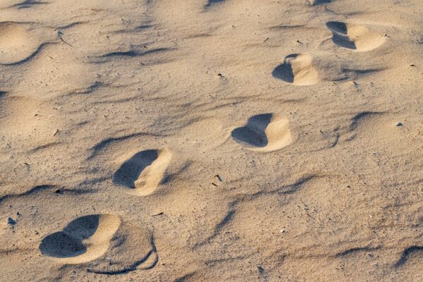 Nederlandse landbouw zet stappen richting precisielandbouw