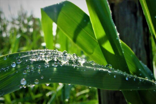Nederlandse banken investeren in groene innovatie