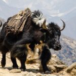 Hoe bedrijven omgaan met personeelsschaarste