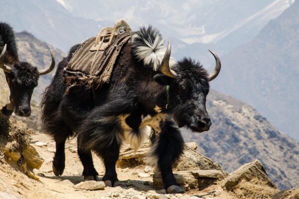 Hoe bedrijven omgaan met personeelsschaarste