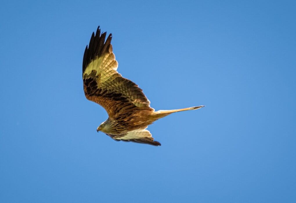 Geleidelijke versoepeling vogelgriepmaatregelen biedt ruimte voor pluimveehouders