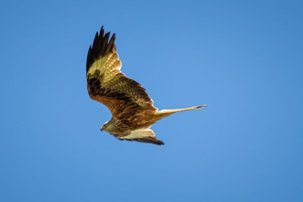 Geleidelijke versoepeling vogelgriepmaatregelen biedt ruimte voor pluimveehouders