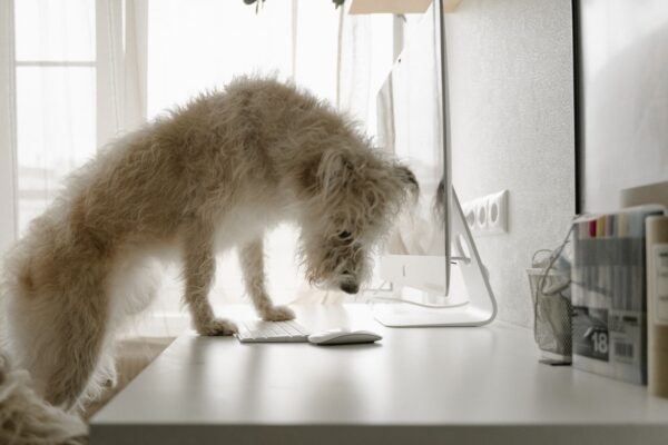 De voordelen van direct-to-consumer dierenvoeding