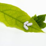 Wat verdient een laborant